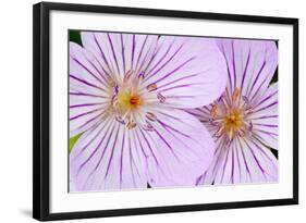 Wyoming, Sublette County, Close Up of Two Sticky Geranium Flowers-Elizabeth Boehm-Framed Photographic Print