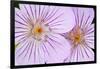 Wyoming, Sublette County, Close Up of Two Sticky Geranium Flowers-Elizabeth Boehm-Framed Photographic Print