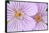 Wyoming, Sublette County, Close Up of Two Sticky Geranium Flowers-Elizabeth Boehm-Framed Stretched Canvas