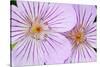 Wyoming, Sublette County, Close Up of Two Sticky Geranium Flowers-Elizabeth Boehm-Stretched Canvas