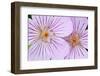 Wyoming, Sublette County, Close Up of Two Sticky Geranium Flowers-Elizabeth Boehm-Framed Photographic Print