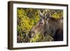 Wyoming, Sublette County, Cow Moose Feeding on Autumn Willows-Elizabeth Boehm-Framed Photographic Print