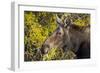 Wyoming, Sublette County, Cow Moose Feeding on Autumn Willows-Elizabeth Boehm-Framed Photographic Print