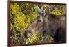 Wyoming, Sublette County, Cow Moose Feeding on Autumn Willows-Elizabeth Boehm-Framed Photographic Print