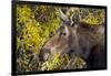 Wyoming, Sublette County, Cow Moose Feeding on Autumn Willows-Elizabeth Boehm-Framed Photographic Print