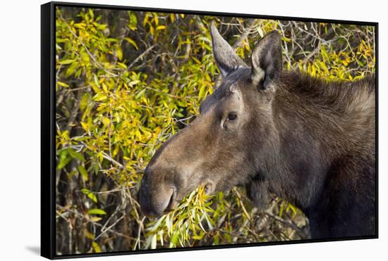 Wyoming, Sublette County, Cow Moose Feeding on Autumn Willows-Elizabeth Boehm-Framed Stretched Canvas