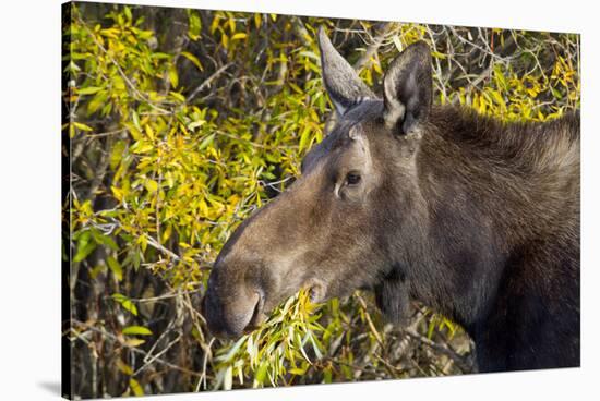 Wyoming, Sublette County, Cow Moose Feeding on Autumn Willows-Elizabeth Boehm-Stretched Canvas