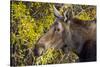 Wyoming, Sublette County, Cow Moose Feeding on Autumn Willows-Elizabeth Boehm-Stretched Canvas