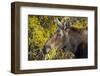 Wyoming, Sublette County, Cow Moose Feeding on Autumn Willows-Elizabeth Boehm-Framed Photographic Print