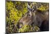 Wyoming, Sublette County, Cow Moose Feeding on Autumn Willows-Elizabeth Boehm-Mounted Photographic Print