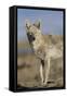 Wyoming, Sublette County, Coyote Walking Along Beach-Elizabeth Boehm-Framed Stretched Canvas