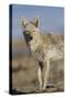 Wyoming, Sublette County, Coyote Walking Along Beach-Elizabeth Boehm-Stretched Canvas