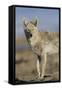 Wyoming, Sublette County, Coyote Walking Along Beach-Elizabeth Boehm-Framed Stretched Canvas