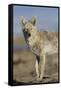 Wyoming, Sublette County, Coyote Walking Along Beach-Elizabeth Boehm-Framed Stretched Canvas