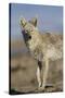 Wyoming, Sublette County, Coyote Walking Along Beach-Elizabeth Boehm-Stretched Canvas
