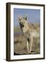 Wyoming, Sublette County, Coyote Walking Along Beach-Elizabeth Boehm-Framed Photographic Print