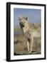 Wyoming, Sublette County, Coyote Walking Along Beach-Elizabeth Boehm-Framed Photographic Print