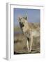 Wyoming, Sublette County, Coyote Walking Along Beach-Elizabeth Boehm-Framed Photographic Print