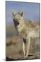 Wyoming, Sublette County, Coyote Walking Along Beach-Elizabeth Boehm-Mounted Photographic Print