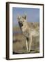 Wyoming, Sublette County, Coyote Walking Along Beach-Elizabeth Boehm-Framed Photographic Print