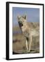 Wyoming, Sublette County, Coyote Walking Along Beach-Elizabeth Boehm-Framed Photographic Print