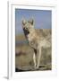 Wyoming, Sublette County, Coyote Walking Along Beach-Elizabeth Boehm-Framed Photographic Print