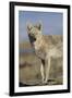 Wyoming, Sublette County, Coyote Walking Along Beach-Elizabeth Boehm-Framed Photographic Print