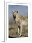 Wyoming, Sublette County, Coyote Walking Along Beach-Elizabeth Boehm-Framed Photographic Print