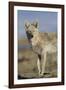 Wyoming, Sublette County, Coyote Walking Along Beach-Elizabeth Boehm-Framed Photographic Print