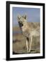 Wyoming, Sublette County, Coyote Walking Along Beach-Elizabeth Boehm-Framed Photographic Print