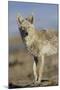 Wyoming, Sublette County, Coyote Walking Along Beach-Elizabeth Boehm-Mounted Photographic Print