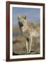 Wyoming, Sublette County, Coyote Walking Along Beach-Elizabeth Boehm-Framed Photographic Print