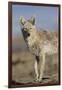 Wyoming, Sublette County, Coyote Walking Along Beach-Elizabeth Boehm-Framed Photographic Print