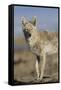 Wyoming, Sublette County, Coyote Walking Along Beach-Elizabeth Boehm-Framed Stretched Canvas