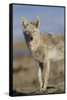 Wyoming, Sublette County, Coyote Walking Along Beach-Elizabeth Boehm-Framed Stretched Canvas