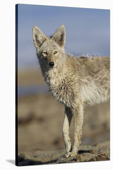 Wyoming, Sublette County, Coyote Walking Along Beach-Elizabeth Boehm-Stretched Canvas