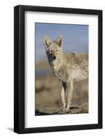 Wyoming, Sublette County, Coyote Walking Along Beach-Elizabeth Boehm-Framed Photographic Print