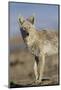 Wyoming, Sublette County, Coyote Walking Along Beach-Elizabeth Boehm-Mounted Photographic Print