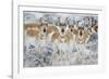 Wyoming, Sublette County. Curious group of pronghorn standing in sagebrush during the wintertime-Elizabeth Boehm-Framed Photographic Print