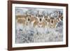Wyoming, Sublette County. Curious group of pronghorn standing in sagebrush during the wintertime-Elizabeth Boehm-Framed Photographic Print