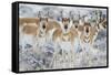 Wyoming, Sublette County. Curious group of pronghorn standing in sagebrush during the wintertime-Elizabeth Boehm-Framed Stretched Canvas