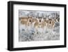 Wyoming, Sublette County. Curious group of pronghorn standing in sagebrush during the wintertime-Elizabeth Boehm-Framed Photographic Print