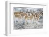 Wyoming, Sublette County. Curious group of pronghorn standing in sagebrush during the wintertime-Elizabeth Boehm-Framed Photographic Print