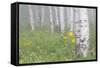 Wyoming, Sublette County, Foggy Aspen Grove and Wildflowers-Elizabeth Boehm-Framed Stretched Canvas