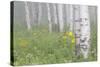 Wyoming, Sublette County, Foggy Aspen Grove and Wildflowers-Elizabeth Boehm-Stretched Canvas