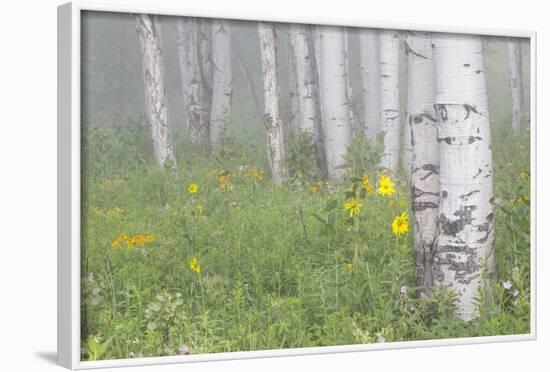 Wyoming, Sublette County, Foggy Aspen Grove and Wildflowers-Elizabeth Boehm-Framed Photographic Print