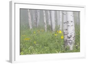 Wyoming, Sublette County, Foggy Aspen Grove and Wildflowers-Elizabeth Boehm-Framed Photographic Print