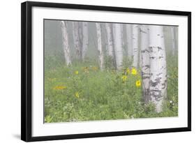 Wyoming, Sublette County, Foggy Aspen Grove and Wildflowers-Elizabeth Boehm-Framed Photographic Print