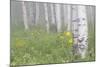 Wyoming, Sublette County, Foggy Aspen Grove and Wildflowers-Elizabeth Boehm-Mounted Photographic Print