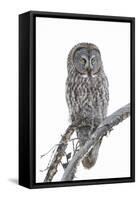 Wyoming, Sublette County, Great Gray Owl Portrait-Elizabeth Boehm-Framed Stretched Canvas